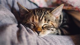 流浪貓 貓咪(圖／翻攝自Pixabay)