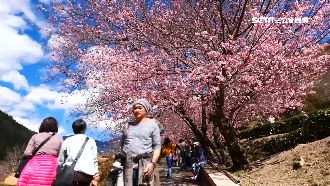 天元宮日湧6千人賞櫻　廟方恐封山