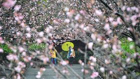 強烈大陸冷氣團影響　天氣持續濕冷強烈大陸冷氣團發威，中央氣象局表示，8日台南以北、宜蘭、花蓮實際觀測到的低溫僅攝氏11到14度間，北部少數區域氣溫僅10度左右，台東及高雄也只有15到17度，感受濕冷。圖為民眾在台北市碧山巖賞櫻。中央社記者王飛華攝　108年3月8日