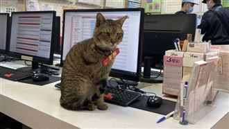 浪浪變「招財貓」投注站連莊開百萬獎