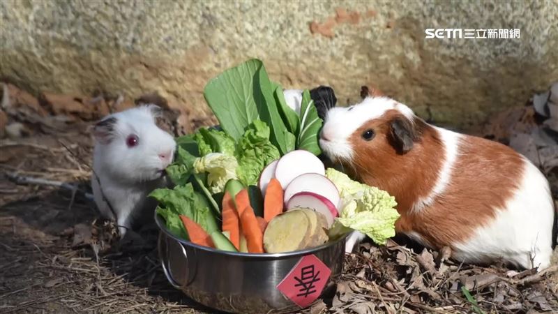 萌！天竺鼠也圍爐PuiPui吃火鍋