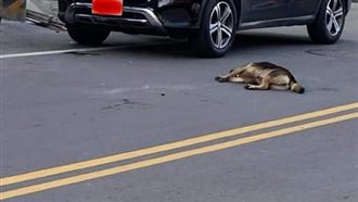 男開百萬名車輾死浪浪　竟嗆：畜生啦