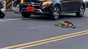 雲林西螺駕駛撞狗　（圖／翻攝自爆料公社）