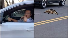  雲林西螺駕駛撞狗　（圖／翻攝自爆料公社）