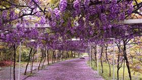 最大紫藤花園「淡水紫藤咖啡園」，翻攝自臉書粉專