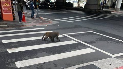 台北驚現猴子逛大街　動保處回應了
