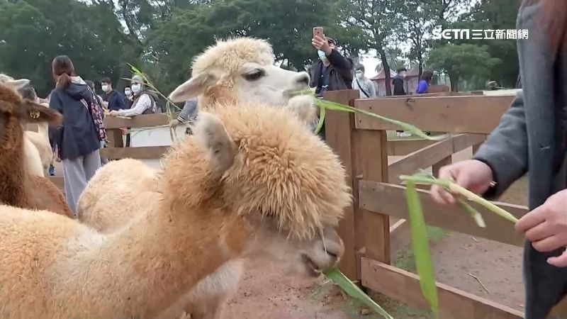 初三放晴出遊　牧場踏青vs毛孩樂園