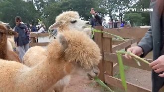 初三放晴出遊　牧場踏青vs毛孩樂園
