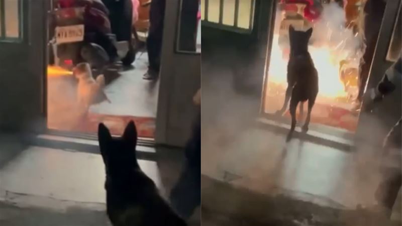放鞭炮剛點火　愛犬下秒叼進屋內炸開