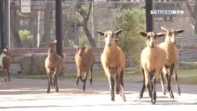 文 初四玩頑皮1800