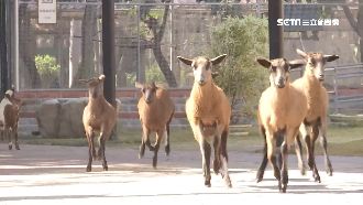 初四南台艷陽天　動物園明星熱鬧報喜
