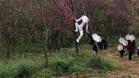 櫻花,拍照,爬樹,桃園(翻攝自 爆料公社二社)
