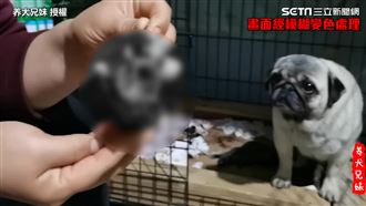 母狗吃自己寶寶　他曝畫面：很正常