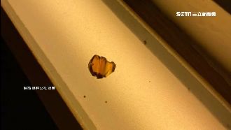 家長控旅店地有玻璃碎片　孩童險吞下