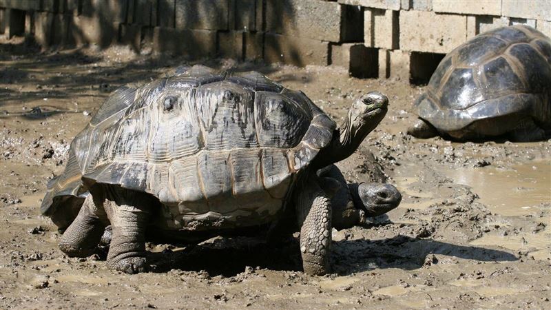 動物園象龜繁殖成功　保育員曝1關鍵