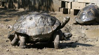 動物園象龜繁殖成功　保育員曝1關鍵