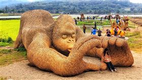 2021富里稻草藝術季超吸睛的大猩猩（圖／翻攝自花蓮縣富里鄉農會粉專）