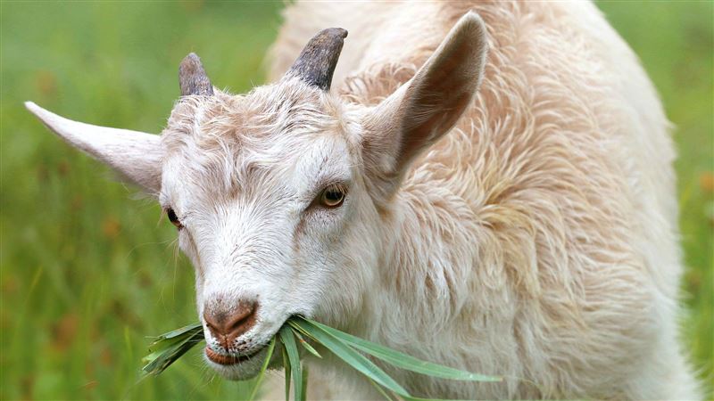 30多隻羊離奇死亡　主人：血都黑色