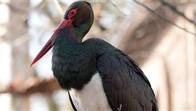 黑鶴。（圖／翻攝自Pixabay）