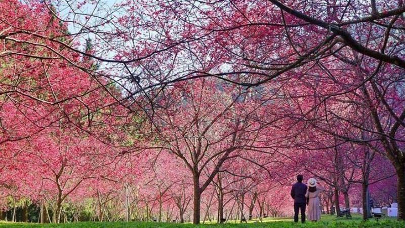 IG紅什麼／「4櫻花隧道」秒飛國外