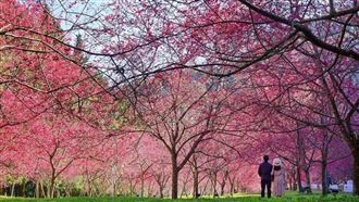 IG紅什麼/「4櫻花隧道」秒飛國外