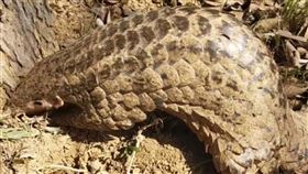 穿山甲白天現蹤暨大校園暨南國際大學17日發現晝伏夜出的萌獸穿山甲竟意外現蹤校園鑿洞覓食。（暨南國際大學提供）中央社記者許秩維傳真  110年2月18日