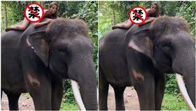 22歲辣模「全裸趴大象」！動保團體怒了　網狂酸：讓我來（圖／翻攝自kafelnikova_a IG）