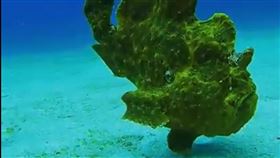 五腳虎綠島海底漫步台東綠島海域日前出現了少見嬌客「五腳虎」，屬躄魚的一種，被潛水教練所發現的「五腳虎」長約35至40公分，在海底移動速度緩慢，模樣超萌。（潛水教練蝦卷提供）中央社記者盧太城台東傳真  110年2月18日