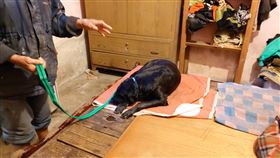 拾荒阿伯帶5隻狗闖鐵工廠咬死貓　遭開罰1萬元（圖／翻攝自新北市府官網）