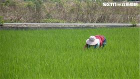 ▲雨水也是務農的起點，可以把握時間努力工作。（圖／三立新聞網）