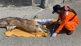 彰化王功海岸鯨豚死亡　時間過久品種難辨海巡署王功安檢所17日在新寶守望哨北方約1.6公里處海岸發現一隻死亡鯨豚，體長288公分、寬75公分，不過因死亡時間過久，屍體腐爛嚴重，無法辨識品種，已將屍體交由中華鯨豚協會帶回研究。（翻攝照片）中央社記者吳哲豪傳真  110年2月18日