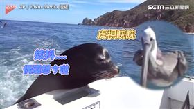 ▲▼。（圖／AP／Jukin Media 授權）