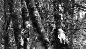 森林的樹上到處掛著洋娃娃，畫面看上去相當詭異。（圖／翻攝自WmpiTeam推特）