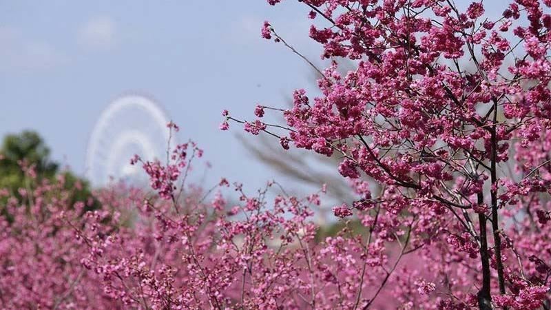 賞櫻不用跑遠！后里崴立公園超好拍！
