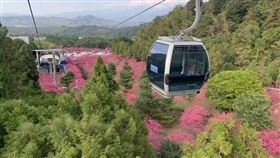 九族文化村,2021櫻花盛開,九族文化村提供