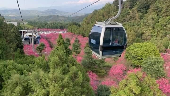從空中賞櫻！九族5千棵櫻花樹齊綻放