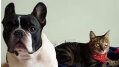 柚子貍,寵物溝通師,走失,狗狗,貓咪（圖／Peggy提供）