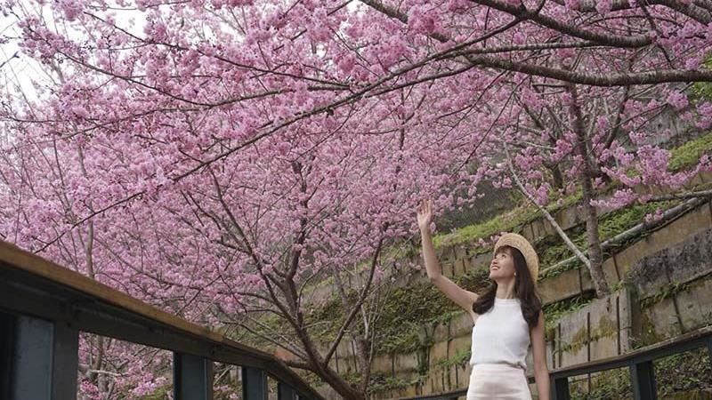 走春好去處！軟鞍八卦茶園櫻花超好拍