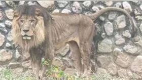 獅子,壽山動物園,遺傳性腎臟病