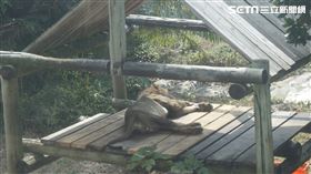 獅子,壽山動物園,遺傳性腎臟病