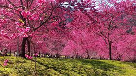 九族文化村櫻花大爆發日月潭櫻花季登場，主要賞櫻地點之一的九族文化村內5000棵櫻花陸續綻放，企劃部經理黃瑞奇19日表示，園區櫻花開得多又茂盛，且相當難得是，不同品種櫻花原本花期錯開，今年開花時間變得接近、集中。（九族文化村提供）中央社記者蕭博陽南投縣傳真  110年2月19日