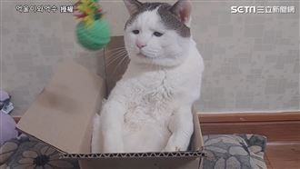 貓眼睛小超無辜　網笑：受多少委屈？