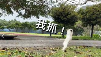 餓一個寒假！「校貓」飛撲燕子填飽肚