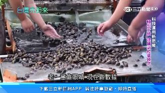 科技運用新思維　智慧農業救文蛤