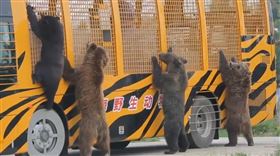 圖／翻攝自西安新聞網