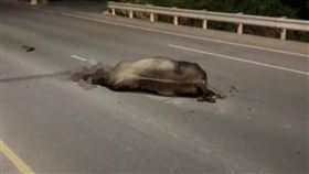 牛年,逛街,肇事