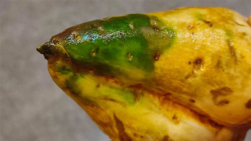 地瓜洗完冒綠皮？內行驚：可遇不可求