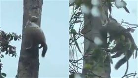 冰封,貓咪,樹上,詭異