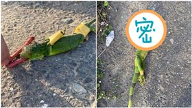 綠鬣蜥遭綑綁　「嘴塞鞭炮」炸爛頭！網見血腥照轟：畜生（圖／翻攝自爆怨公社）