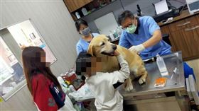 台東,民宿,雜貨店兒子民宿,搜救犬,貝斯,比特犬（圖／翻攝戴永明臉書）